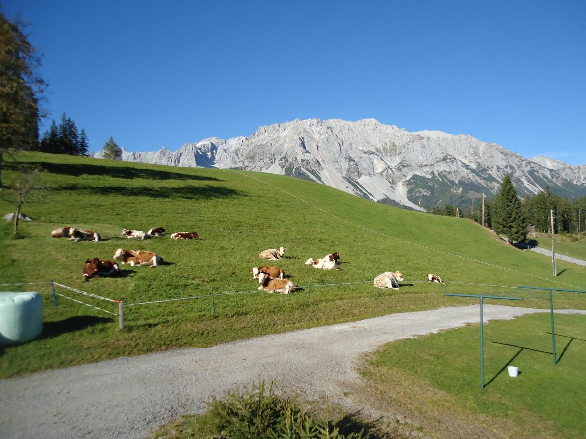 Pension-Greimelbacherhof Ramsau am Dachstein Exteriör bild