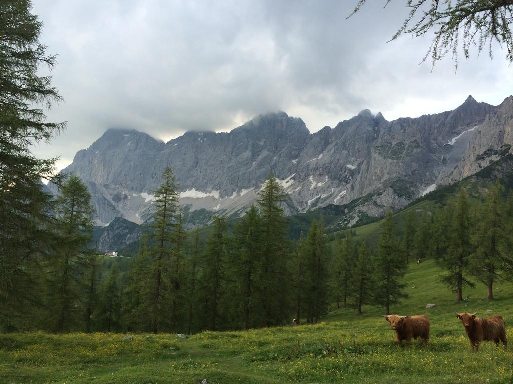 Pension-Greimelbacherhof Ramsau am Dachstein Exteriör bild